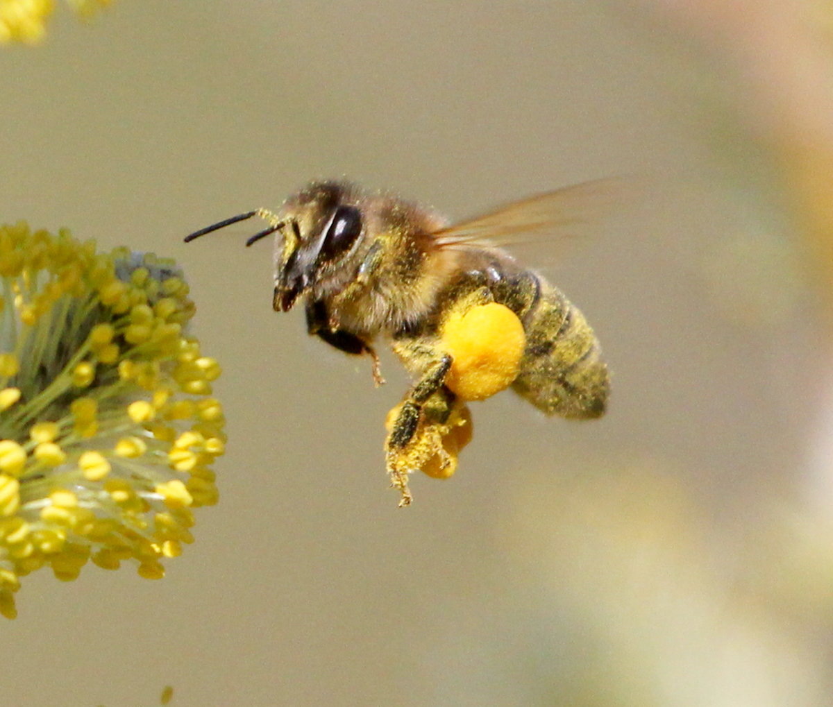 Пчёлка с пыльцой