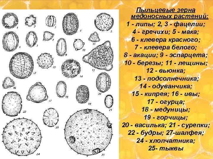 Различные пыльцевые зёрна. 