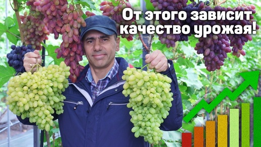 ✂️🍇 ОТ ЭТОГО ЗАВИСИТ КАЧЕСТВО УРОЖАЯ! - Нормировка винограда гроздями 2024