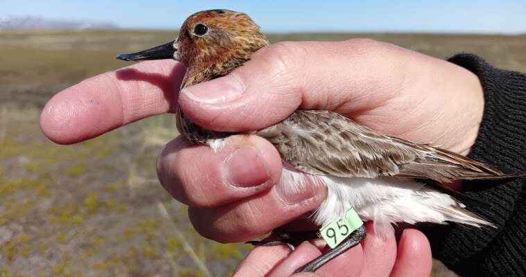 Фото: birdsrussia.ru 