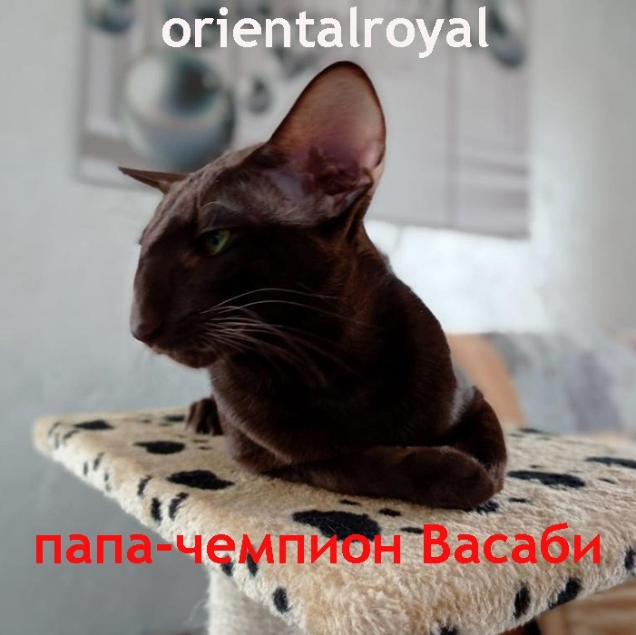 мой ориентальный кот-чемпион Васаби очень умный и здоровый кот, давший жизнь многим не менее ценным отпрыскам)