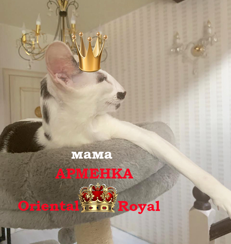 мама моих котят Арменка очень умная и здоровая коша