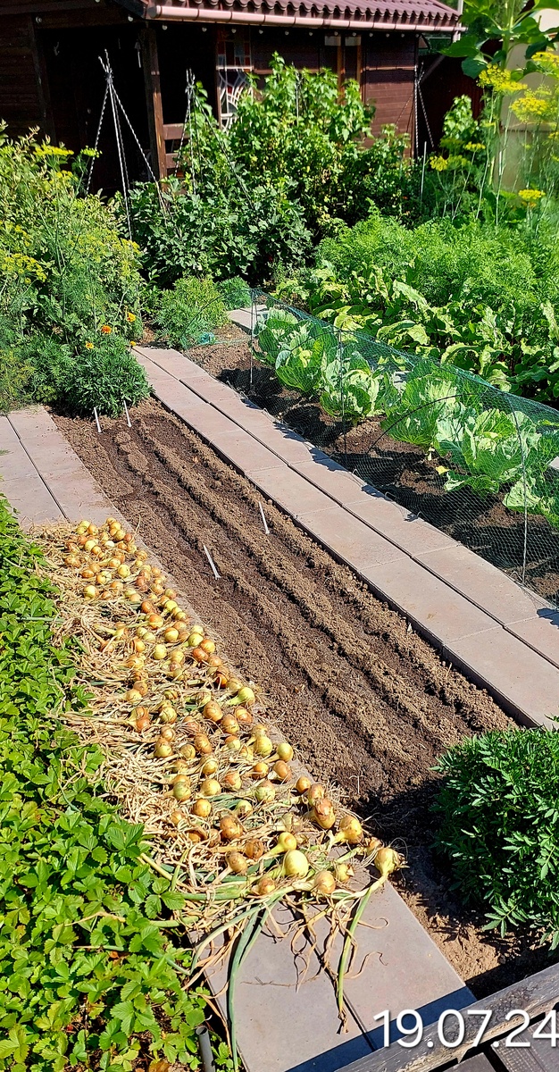 Урожай невелик. Часть уже съели, не дождавшись ...