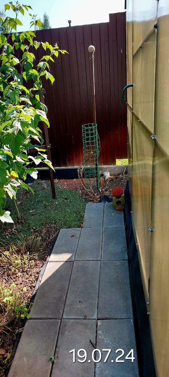 Остались от каприфоли рожки