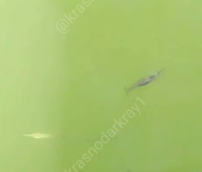    Фото: t.me/krasnodarkray1