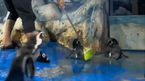 Скандал в пингвиньем доме