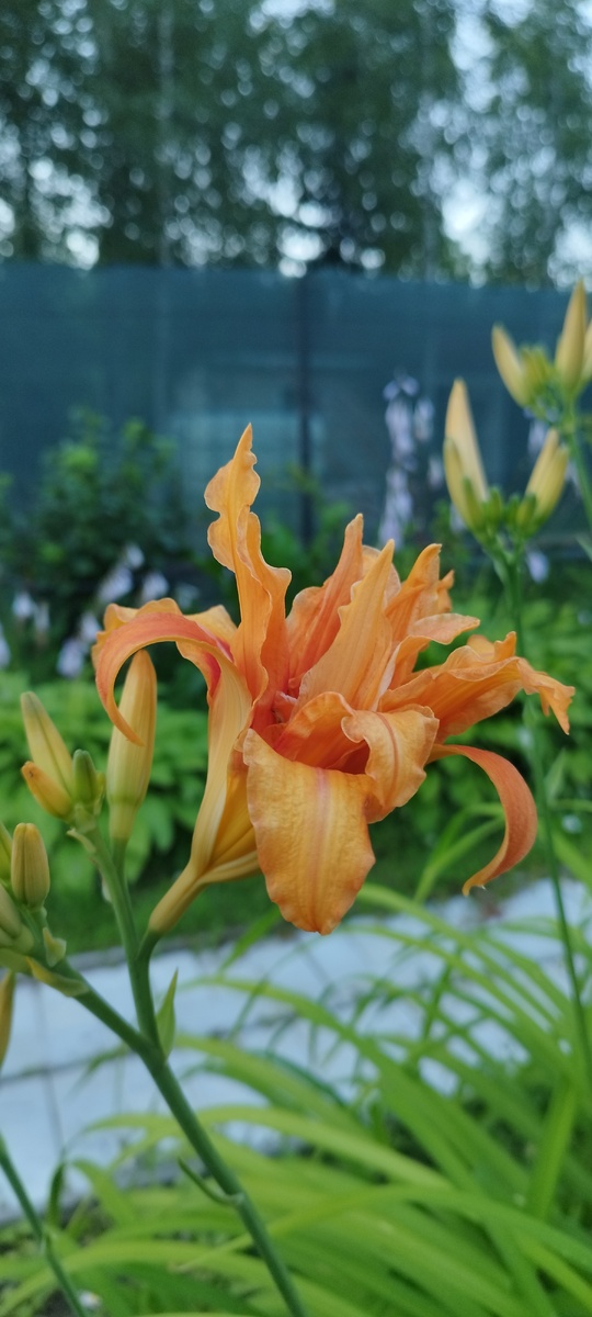 Как же я любллю этот цветок и этот цвет... 