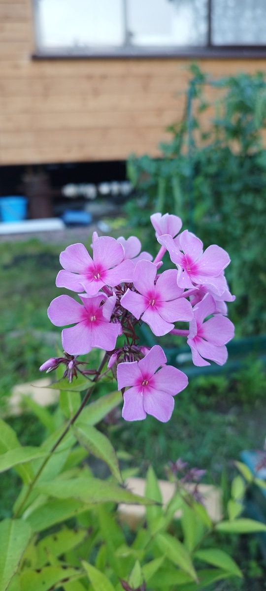 Сиреневая нежность