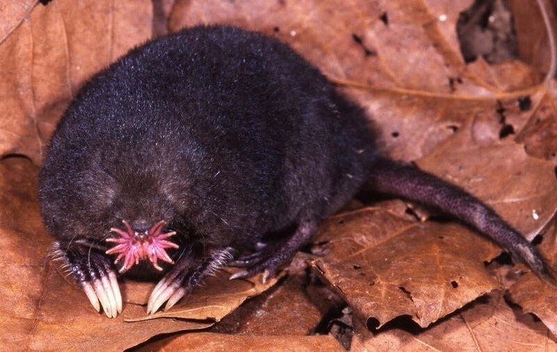 Star-nosed Mole (Mammals of Rice Lake National Wildlife Refuge) - iNaturalist
