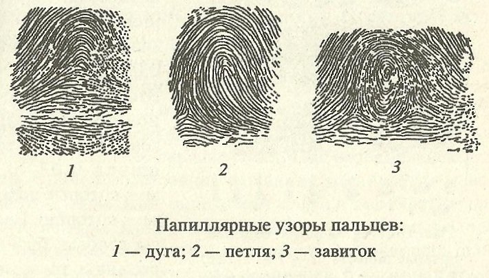 Основные типы папиллярного узора на кончиках пальцев. papik.pro