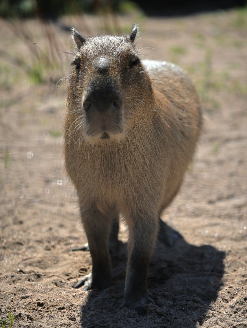 Фото: Ленинградский зоопарк