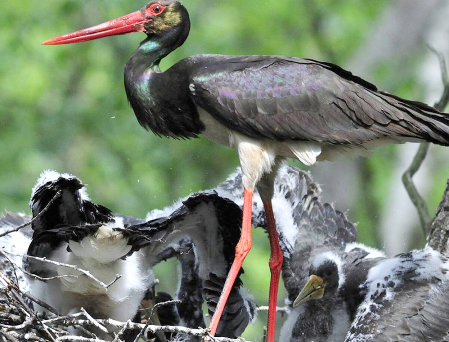     Птичий бэби-бум