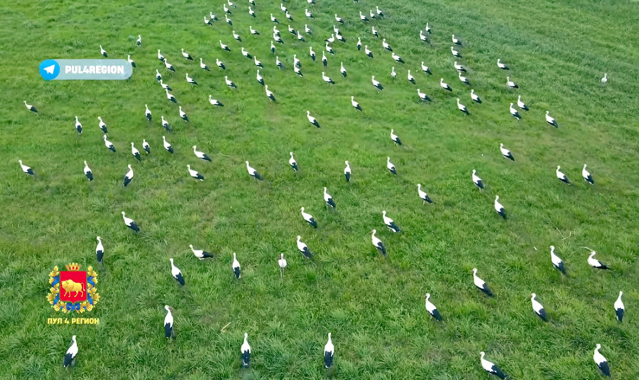     Под Гродно около 500 аистов слетелись на одном поле
