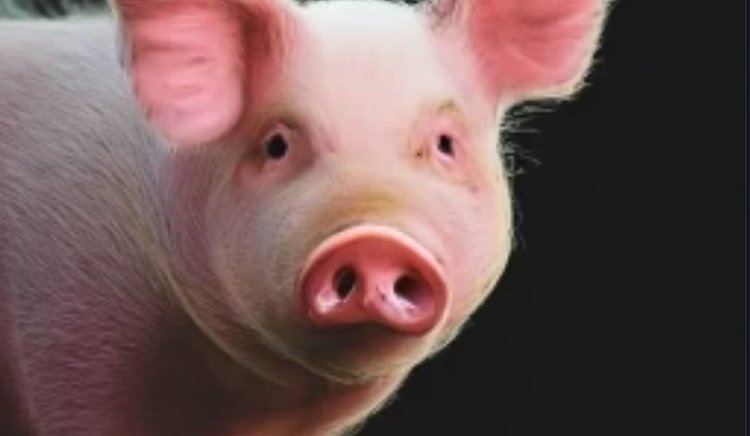    Ученые составляют дорожную карту иммунной системы свиней для понимания эффективности вакцинации от респираторных болезней