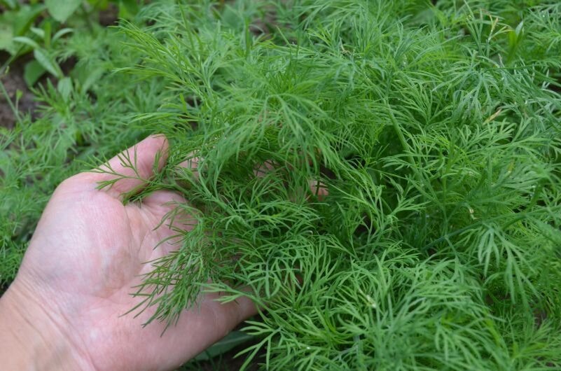 Сею укроп в июле после чеснока по бабушкиному методу. Собираю пышную и сочную зелень до осени