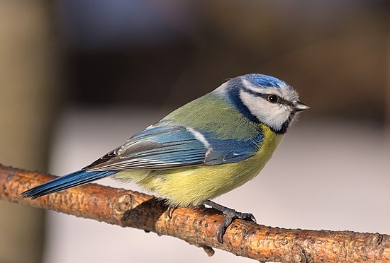 Обыкновенная лазоревка или синяя синица (лат. Cyanistes caeruleus). Источник изображения: https://ru.wikipedia.org/