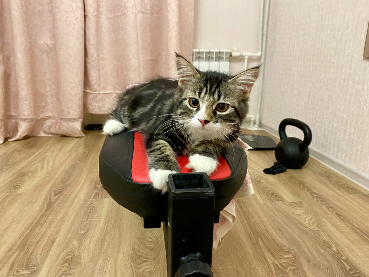 Сосредоточенный котомужичок