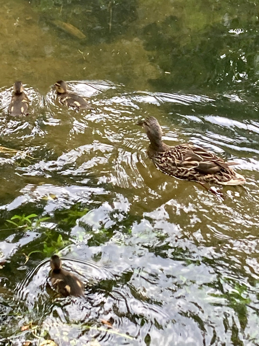 Утка с утятами на Самсониевском водоводе