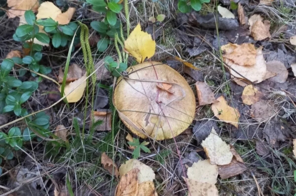    Тюменцам рассказали, что делать при отравлении грибами