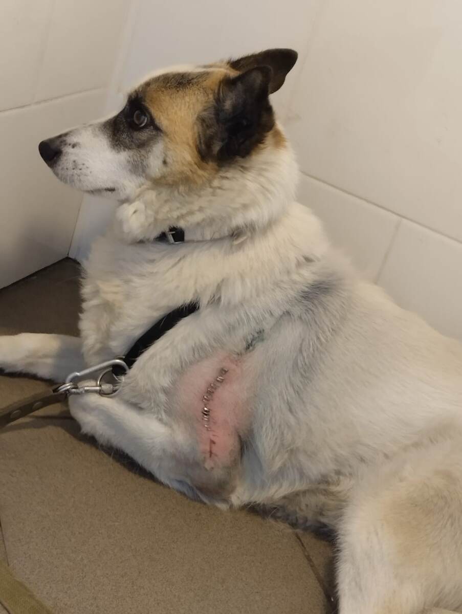 В Москве пропала собака дворняжка. На левой передней лапе шов после операции.