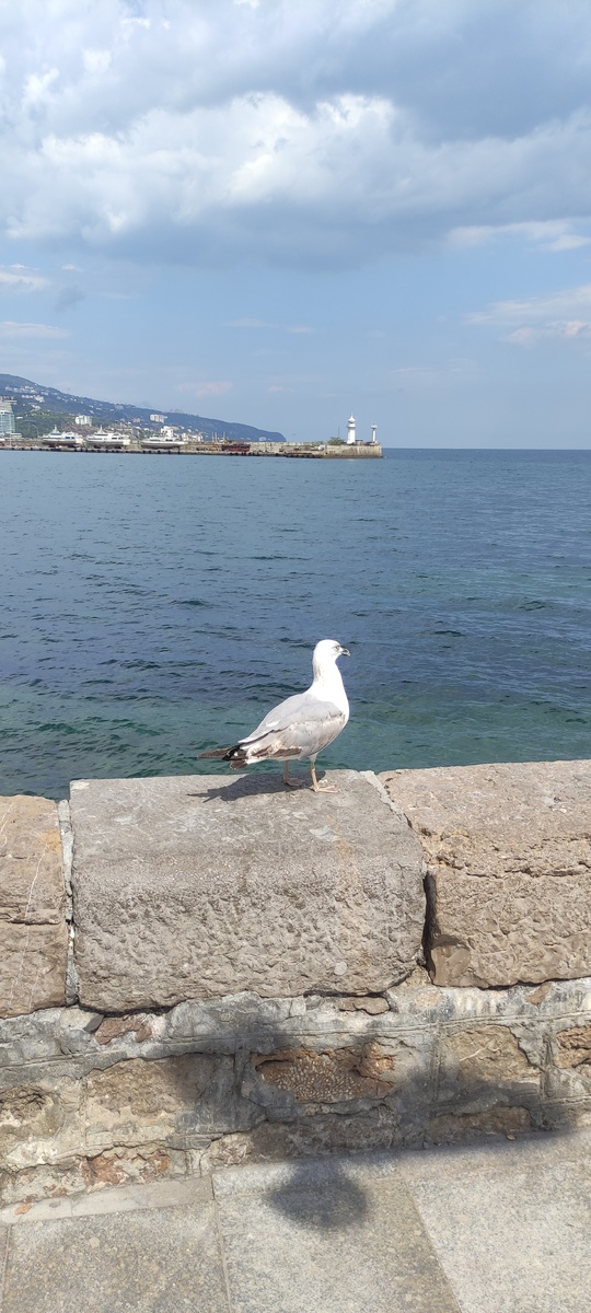 Оказывается, чайки могут не только кричать и стонать. Ещё они хохочут. Первый раз услышала в этом году.