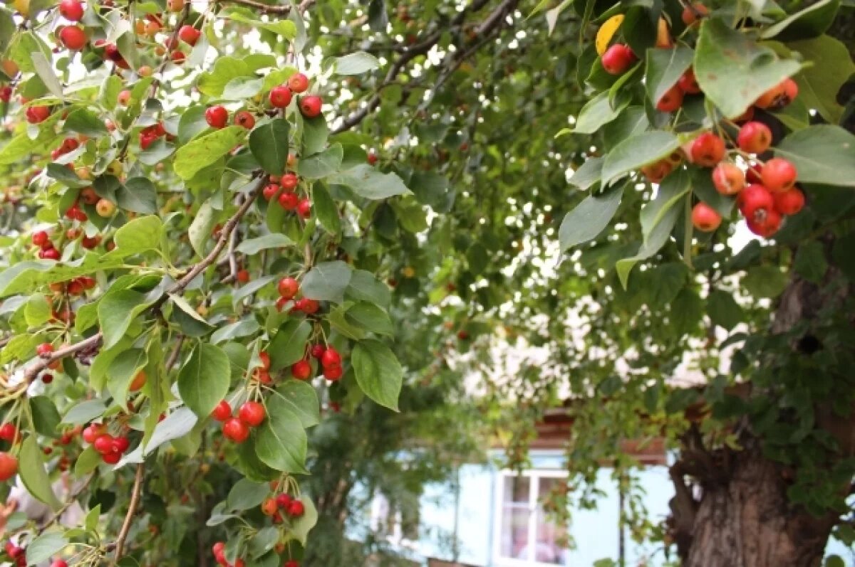    Профессор КФУ Юрий Переведенцев озвучил прогноз погоды на август