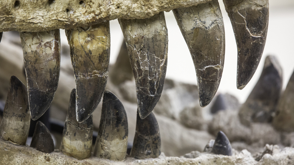    Фото: Shutterstock.com