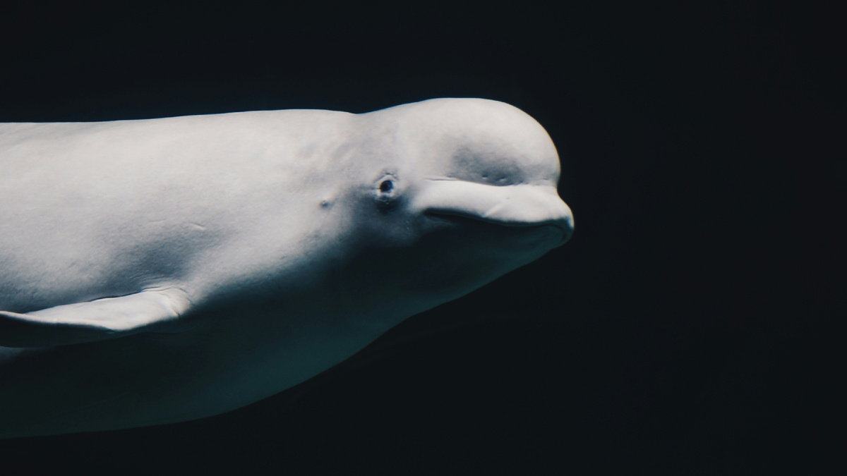 Картинка с бесплатного фотостока https://unsplash.com, автор Mendar Bouchali