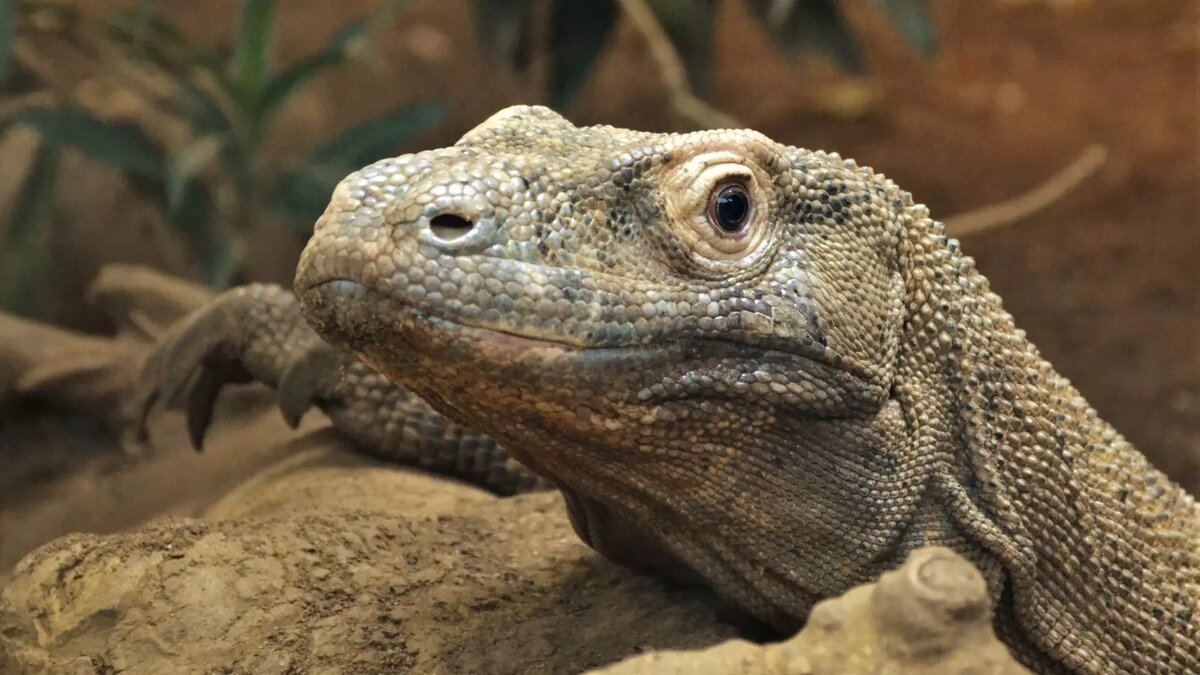     Автор: Charlotte Ellis, Zoological Society of London Источник: kcl.ac.uk