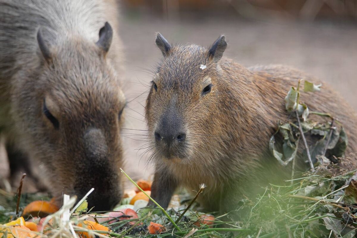 Фото: Ленинградский зоопарк