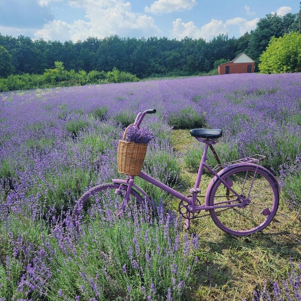 Фото  от друзей из инета🌸🌺🌸