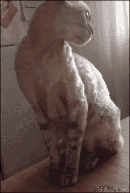 Источник: https://tenor.com/bfUjz.gif