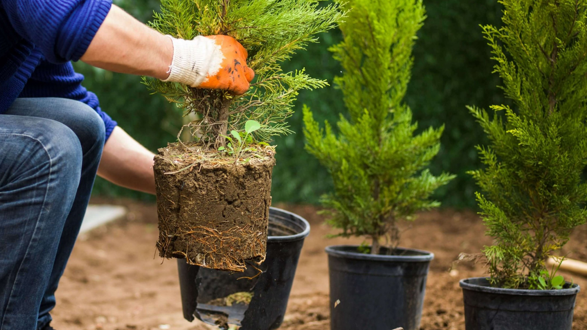 Как открыть садовый центр