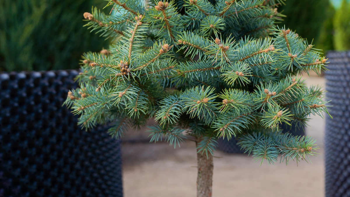 Как открыть садовый центр