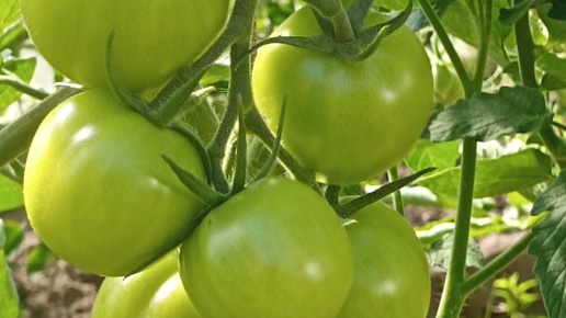Вести из сада 20 июля 2024 года. Полный обзор томатов.