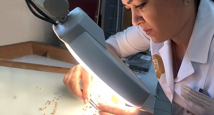    По предварительной оценки 67 ростовского зерна относится к продовольственным кондициям