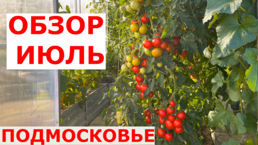 Обзор теплиц и огорода в июле Подмосковье
