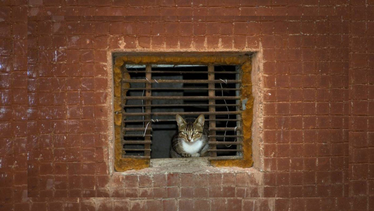 Котёнок в окне. Из открытых источников