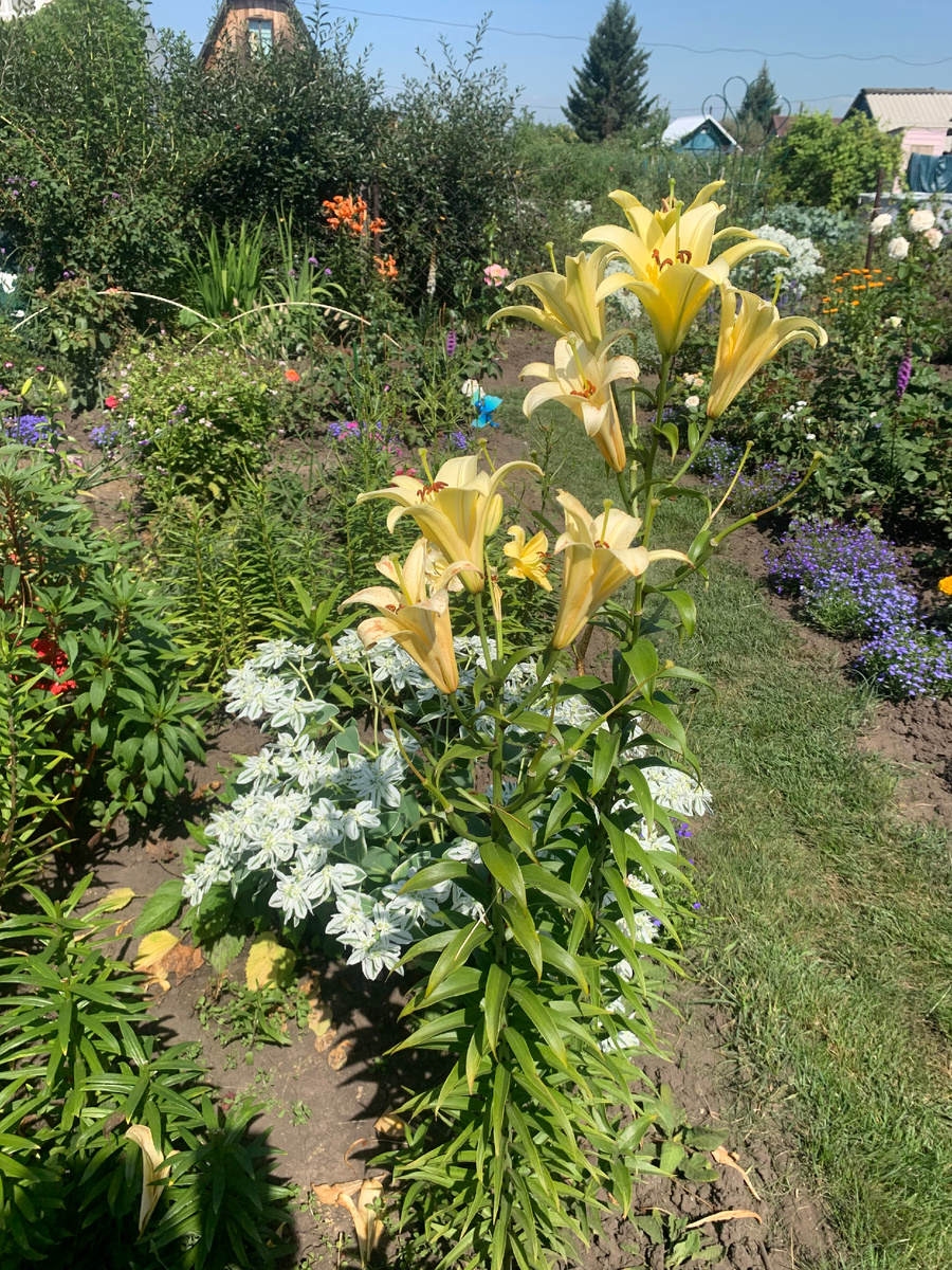 лилия Ханимун.