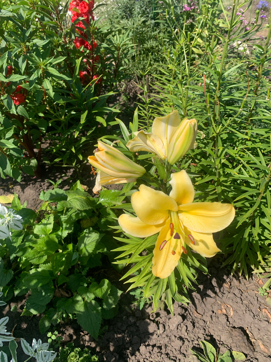 лилия Элдорет, фото автора