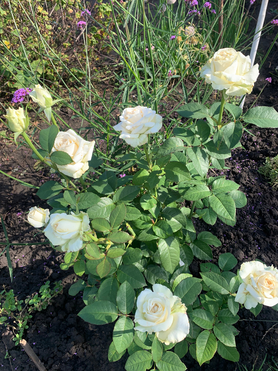 роза Ломоносов. все фото автора