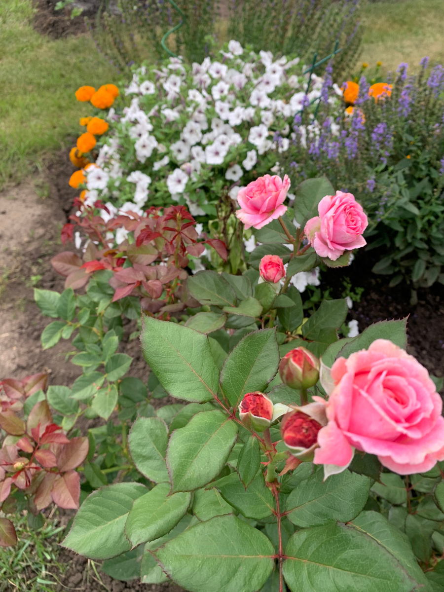 роза Графиня Мария Генриетта