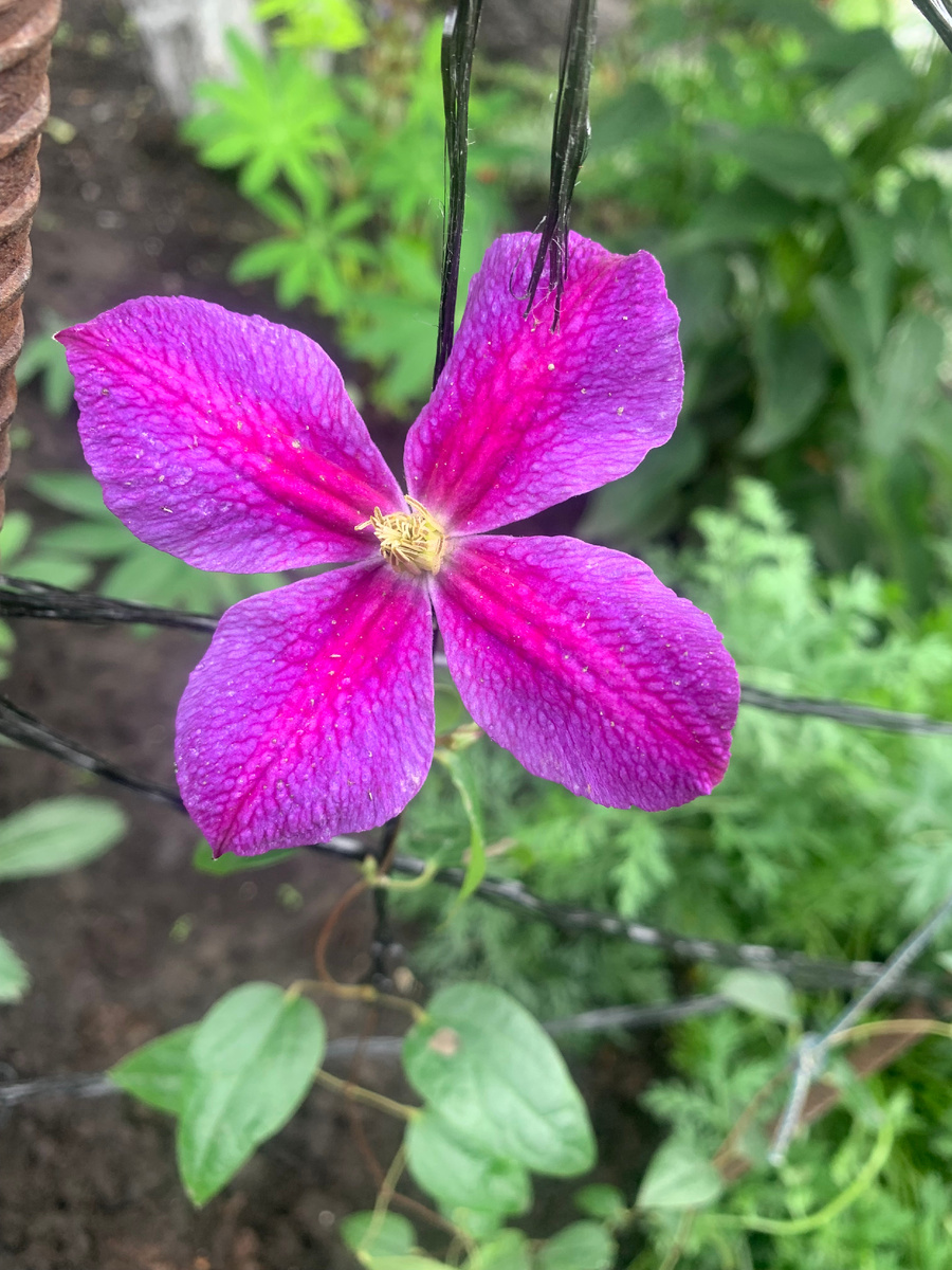 клематис Стар оф Индия, фото автора