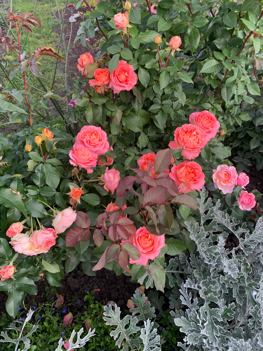 роза Вивьен Вествуд, все фото автора.