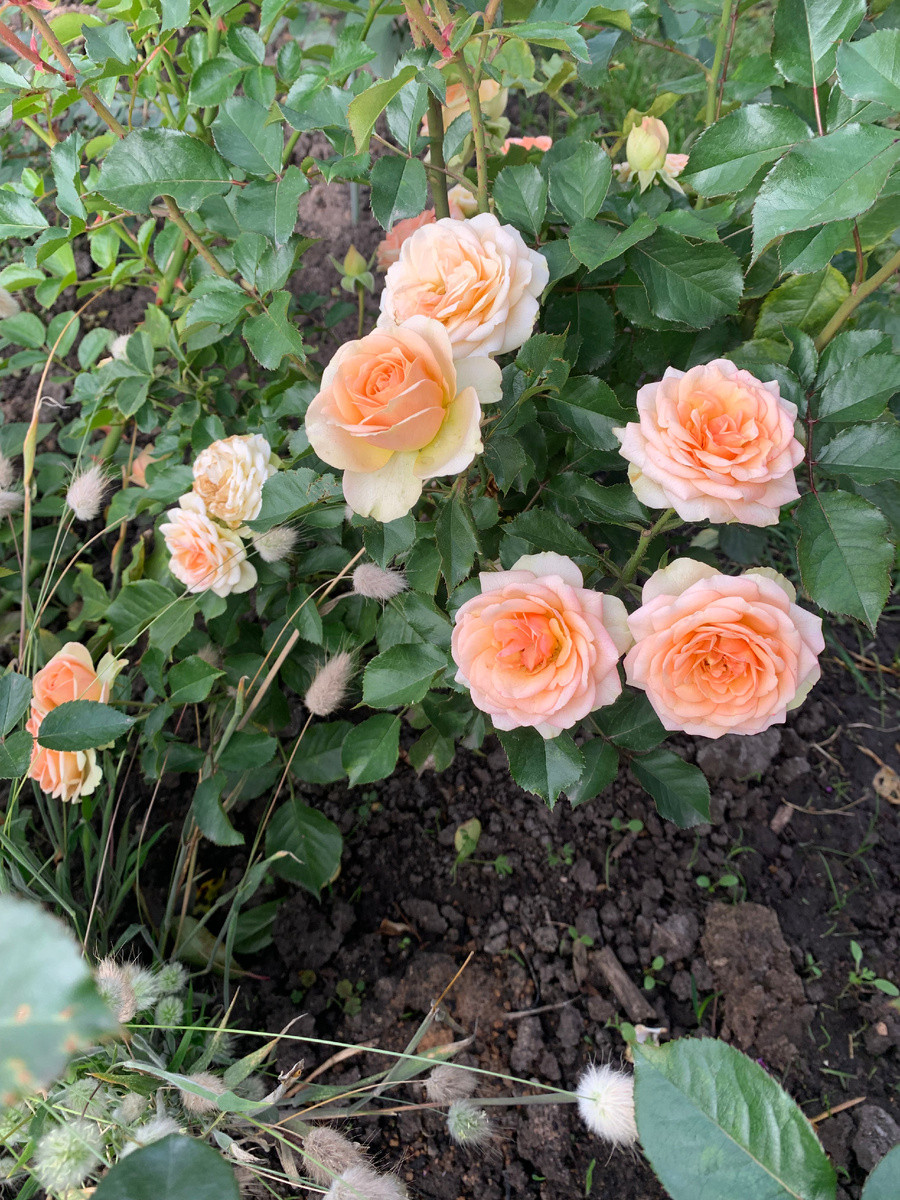 роза Болеро, все фото автора