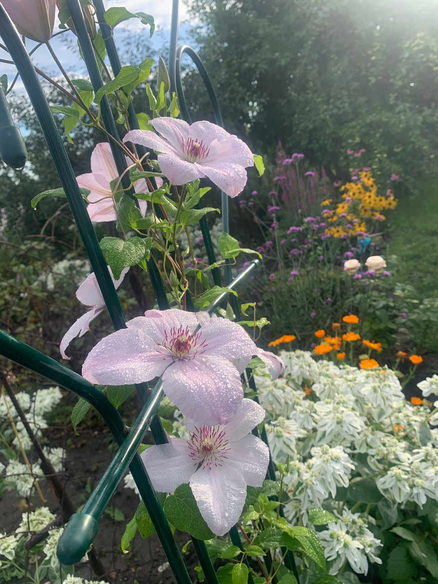 клематис Сказка, все фото автора