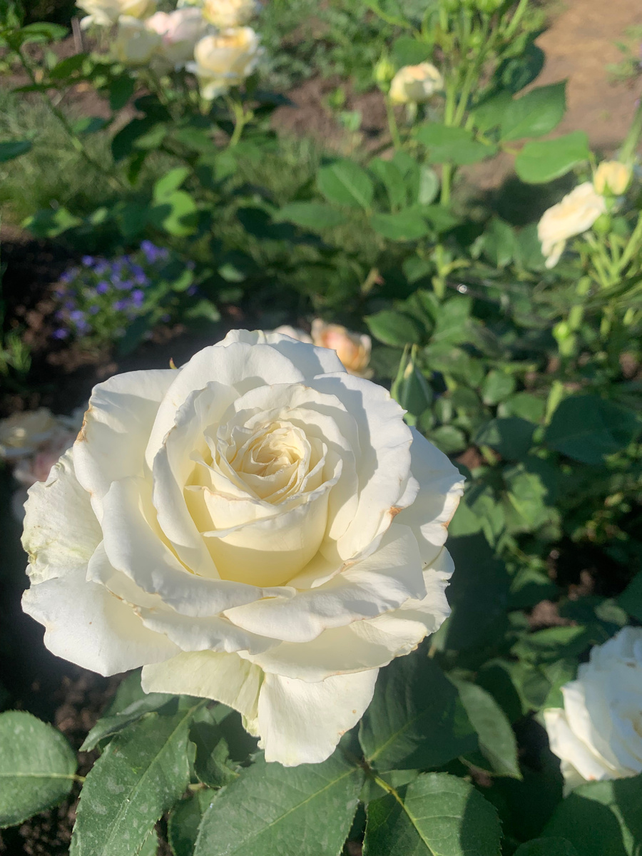 Роза Папа Иоанн Павел II, фото автора