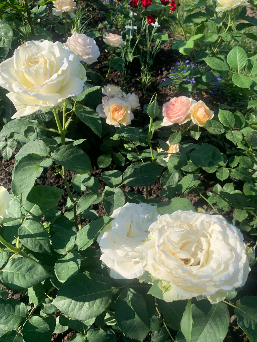 Роза Папа Иоанн Павел II, фото автора