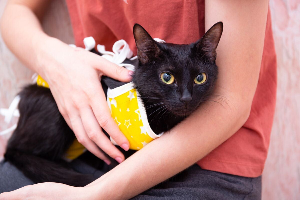 Кошка после стерилизации 