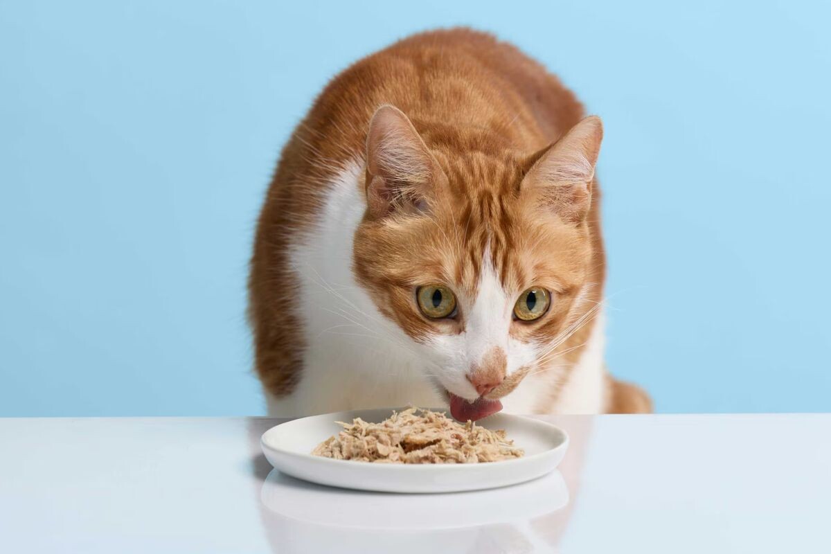 Кошка ест отварное мясо 